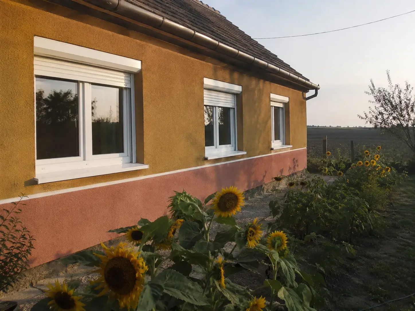 Bačka prizemnica u Sirigu sa belim PVC prozorima i poljem suncokreta